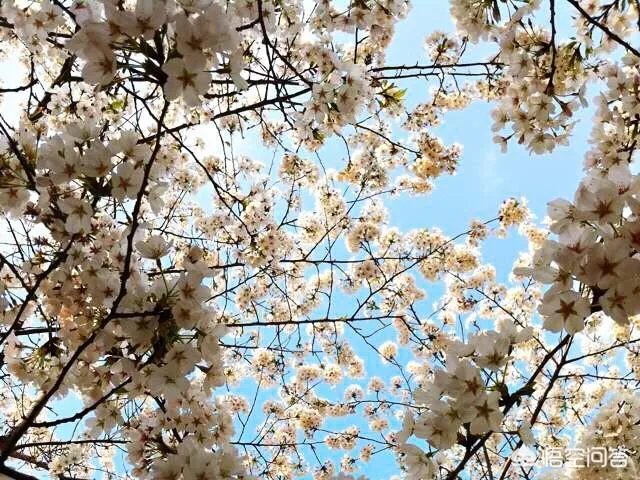 春风十里不如赏花，北京赏花指南是什么？