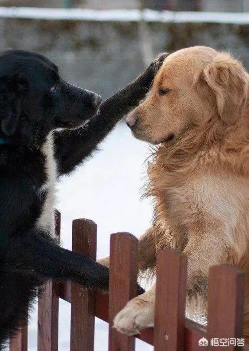 咬死过鸡的金毛会伤人吗？