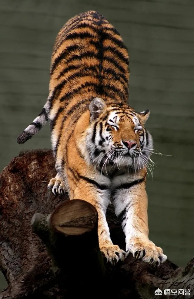 胜之不武是什么动物