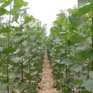 107杨树育苗扦插成活率是多少？怎么才能成活率高？