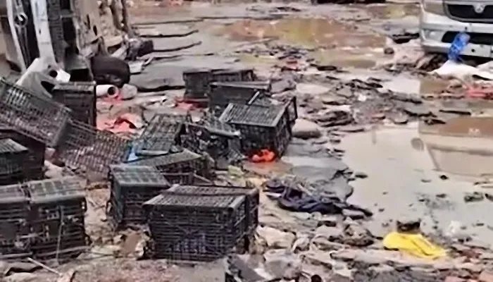 山西洪灾幸存的猪坚强被扑杀 为什么要扑杀山西洪灾幸存的猪坚强