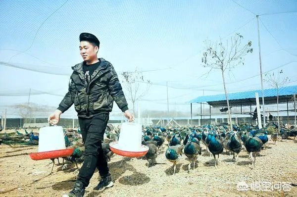 你们农村致富故事有哪些？