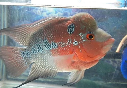 罗汉鱼起头有什么特点 罗汉鱼应该怎样选择呢