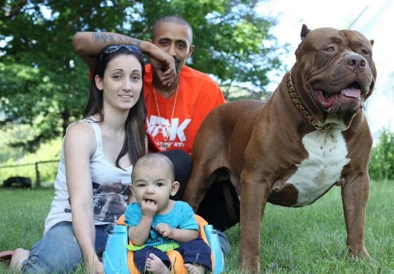 全球最大斗牛犬照顾婴儿 称其完美保姆