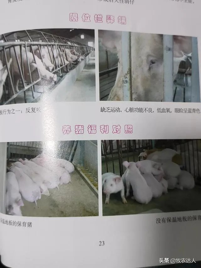 养猪效益怎样？