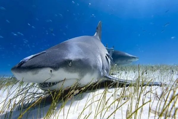 2004年台南发生过“抹香鲸爆炸事件”，为什么生物也会爆炸？