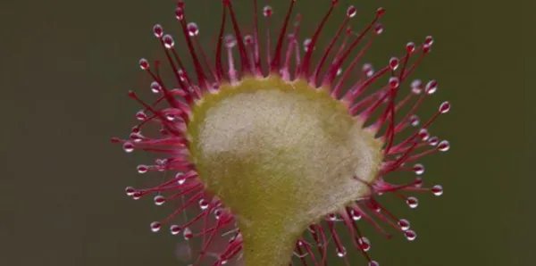 重庆发现吃虫植物“圆叶茅膏菜”，它的生长习性是怎样的？