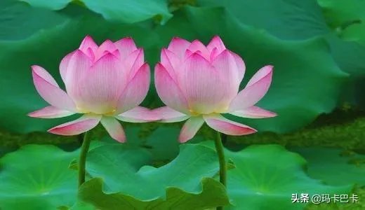 古诗池上的意思？