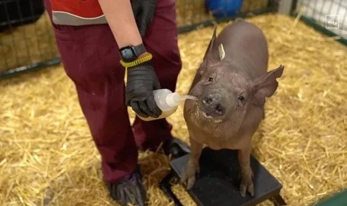 马斯克用活猪演示脑机技术，如果人脑能植入，你愿意吗？