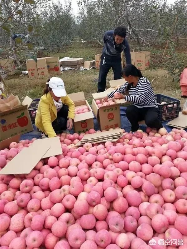 现在苹果价格的行情如何？