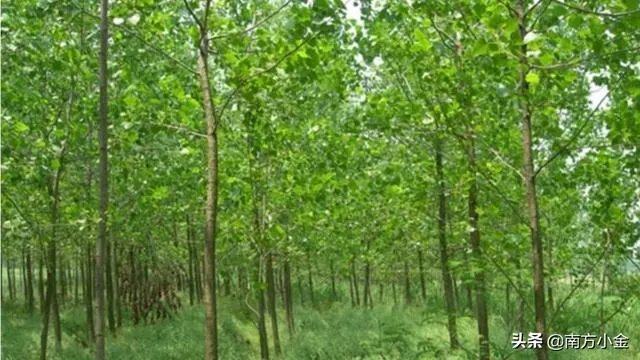 107杨树育苗扦插成活率是多少？怎么才能成活率高？