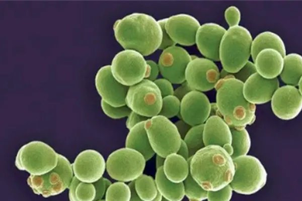 EM菌的负作用是什么?