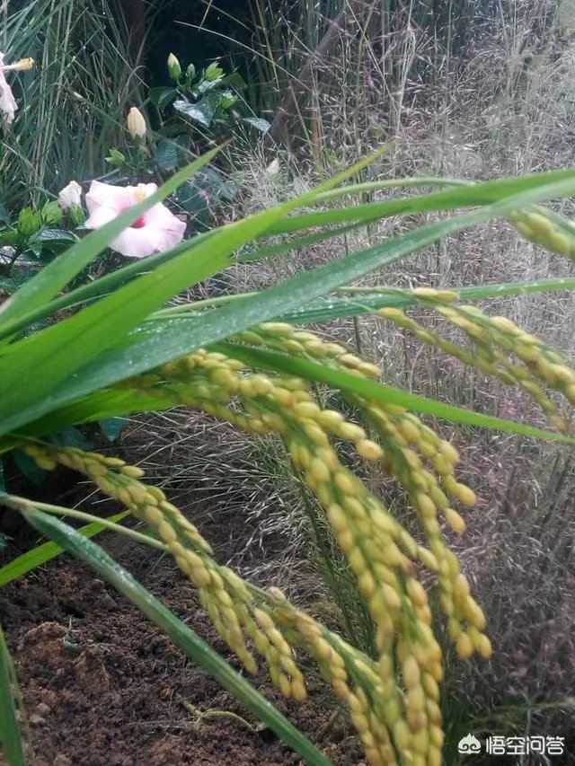 想通过种植什么东西致富，有哪些靠谱的？