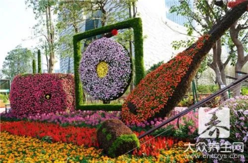 贡菊和杭白菊区别有哪些