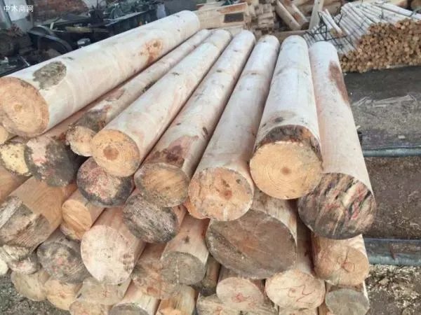 杨木皮子有没有卡什么意思