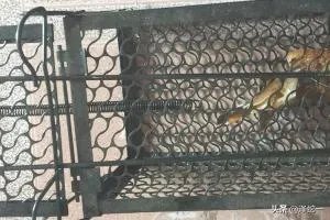 连续捕鼠器的制作方法？