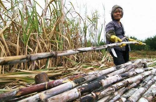 南通被抢甘蔗事件老人说不原谅他们,你支持老人这一观点吗?