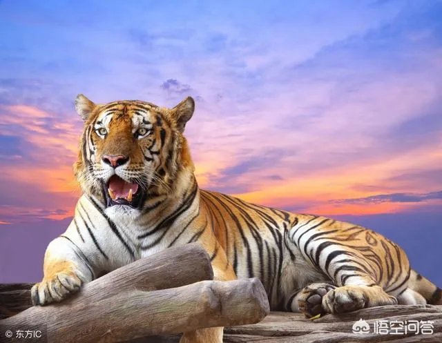 胜之不武是什么动物