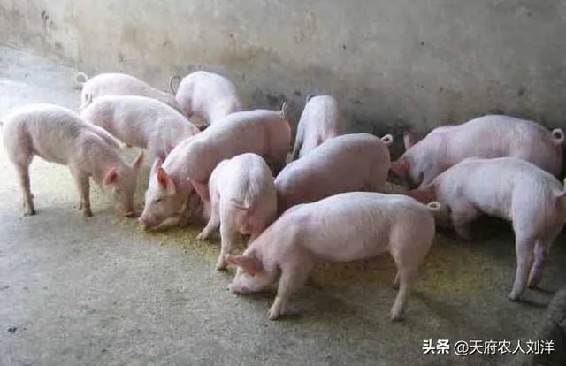 养猪效益怎样？