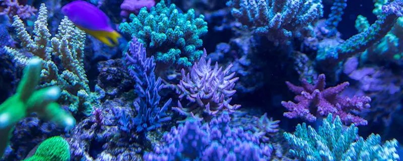 海马和鲸鱼哪个是鱼 海马和鲸鱼到底哪个是鱼