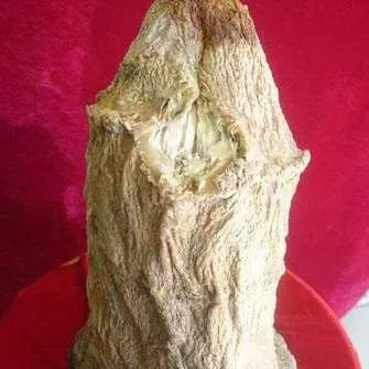 “太岁”究竟是什么神秘“太岁”的真面目