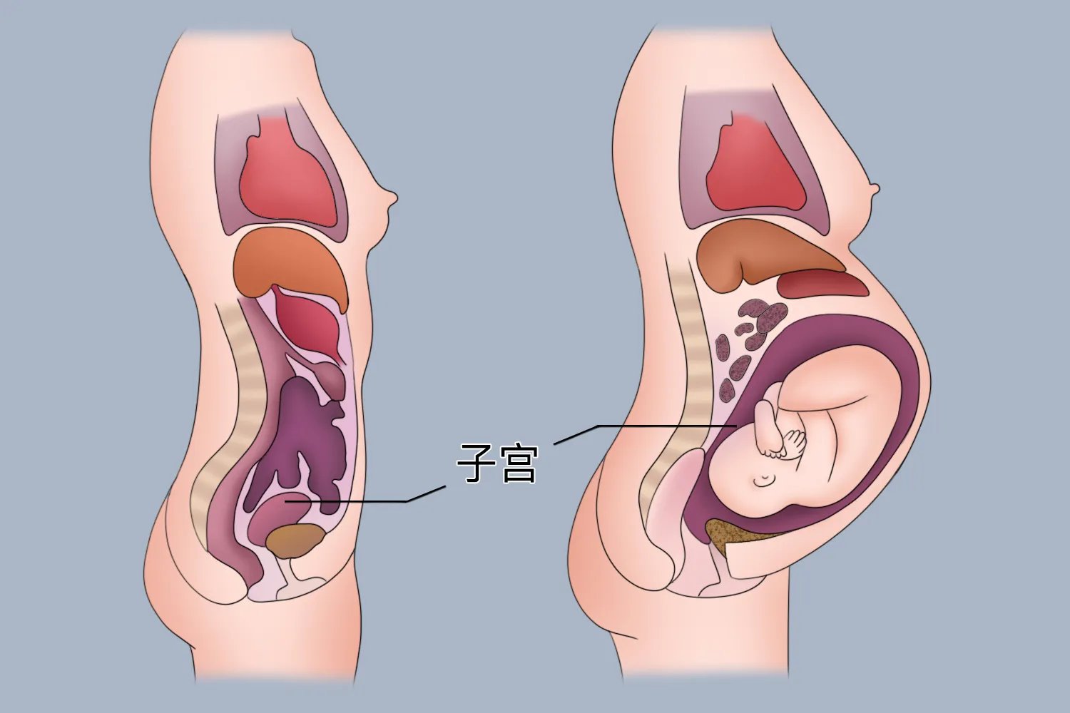 怀孕和没怀孕的区别图片