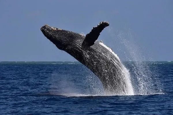 2004年台南发生过“抹香鲸爆炸事件”，为什么生物也会爆炸？