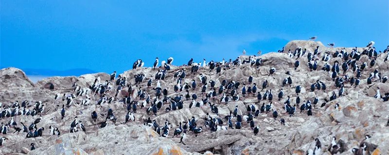 非洲有企鹅吗 非洲有企鹅吗有还是没有