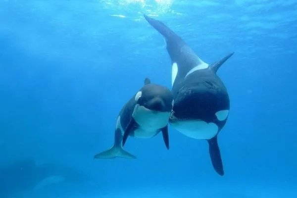 2004年台南发生过“抹香鲸爆炸事件”，为什么生物也会爆炸？