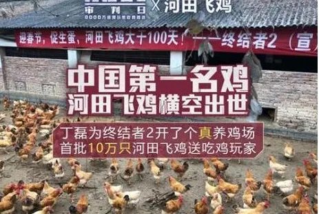 网易为何否认投资养鸡？