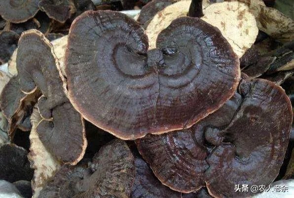 河南哪里种灵芝比较多，成规模？