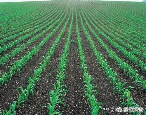 上联，黄叶无风自落，下联怎么对？