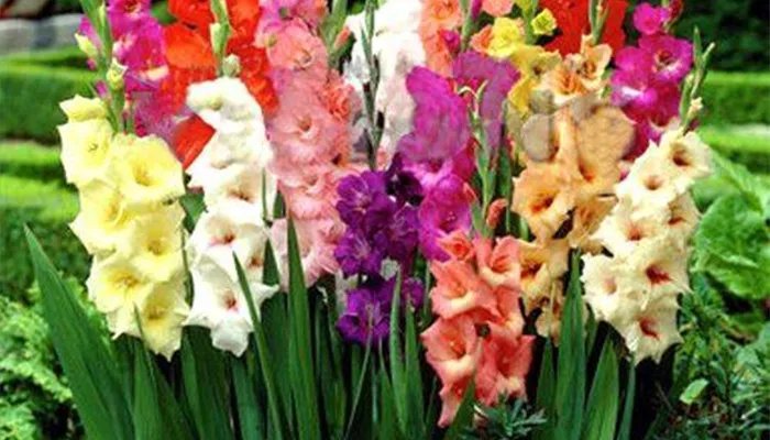 剑兰的养殖方法 剑兰怎么养殖