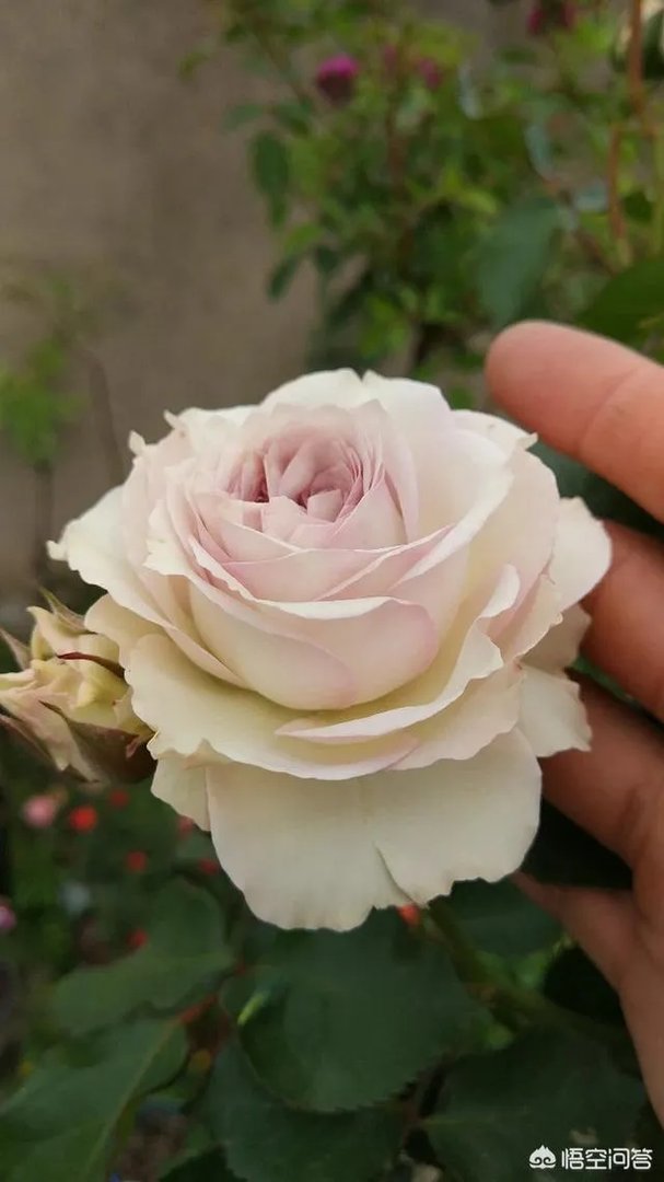 花店里卖的玫瑰明明都是月季花，可人们为什么总说是玫瑰花？