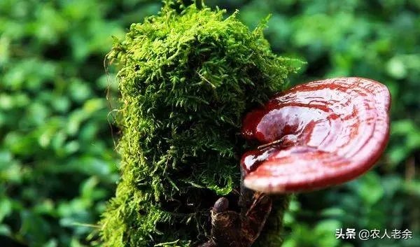 河南哪里种灵芝比较多，成规模？