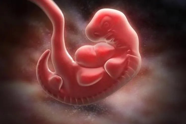 怀孕一个月的胚胎图片