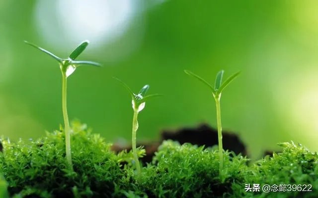 孩子的需求，作为爸爸的你会满足他吗？