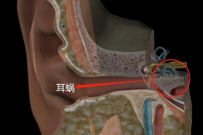 耳蜗是哪个部位图片