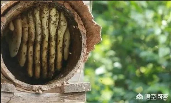 在果园养殖蜜蜂有什么好处？