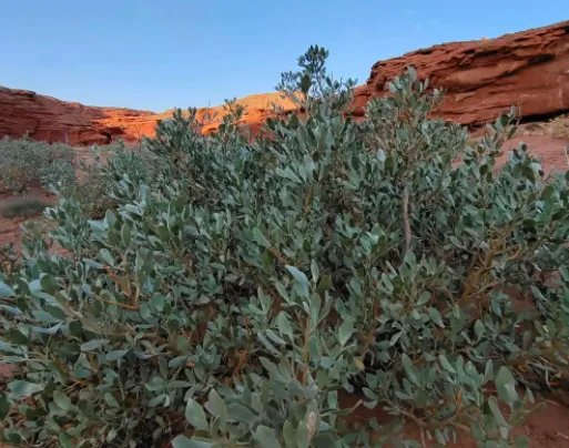小鸡宝宝考考你：哪种荒漠植物可以四季常绿？