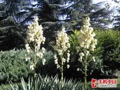 拍照效果：用事实说话