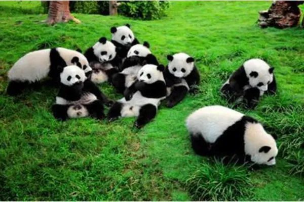 雅安一野生大熊猫经救治无效死亡，大熊猫死前有何异常？