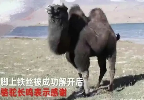 骆驼铁丝缠脚被解救长鸣感谢，是否说明了动物也通人性？