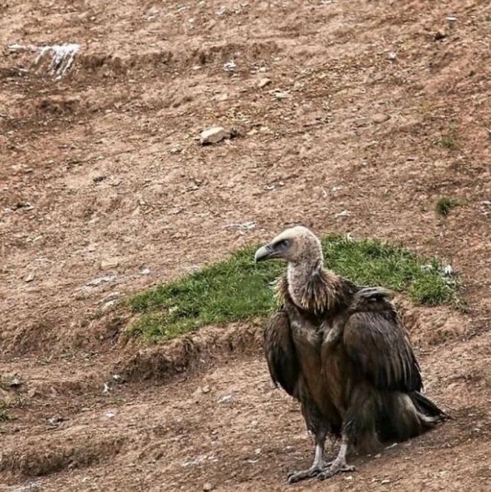 天葬礼真实照片：揭秘色达天葬全过程（图文）