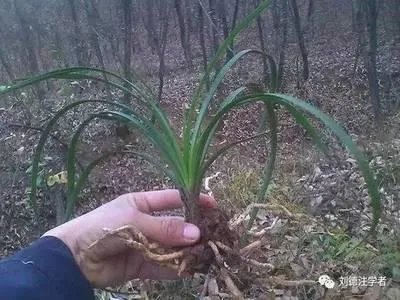 武汉一对夫妻非法猎捕三尾濒危野生动物胭脂鱼，双双被判刑，对此你怎么看？