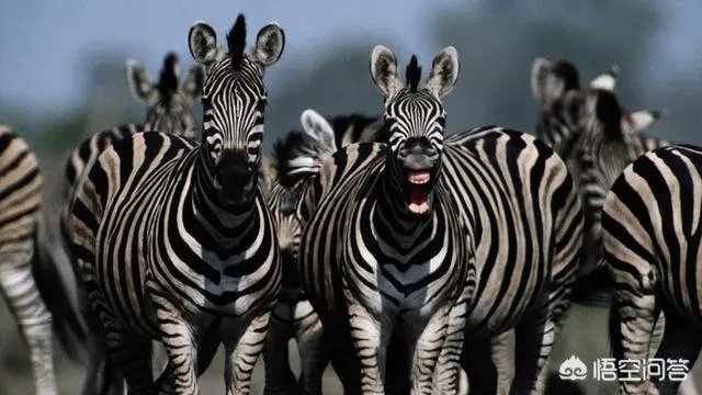 为什么没有人把斑马培养成比赛用马，斑马能驯服吗？