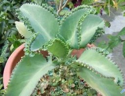 请问大叶落地生根有毒吗