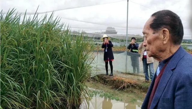 袁隆平有哪些贡献？