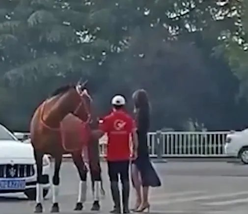 山东街头真马撞上玛莎拉蒂，具体是什么情况？