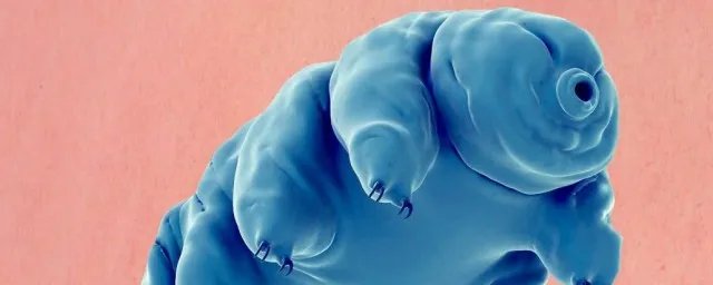 水熊虫和水仙花哪个生命力更强 生命力最强的是水熊虫吗